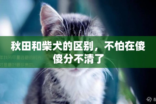 秋田和柴犬的區別，不怕在傻傻分不清了