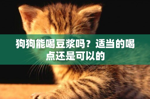狗狗能喝豆漿嗎？適當的喝點還是可以的