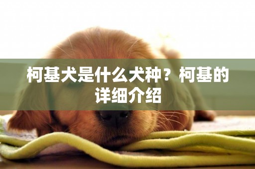 柯基犬是什么犬種？柯基的詳細介紹