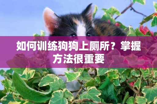如何訓練狗狗上廁所？掌握方法很重要