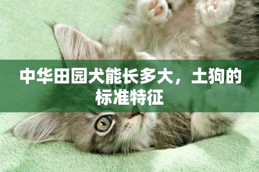 中華田園犬能長多大，土狗的標準特征