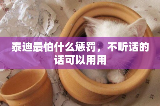 泰迪最怕什么懲罰，不聽話的話可以用用