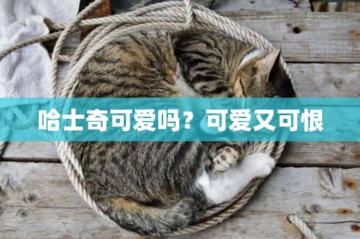 哈士奇可愛嗎？可愛又可恨