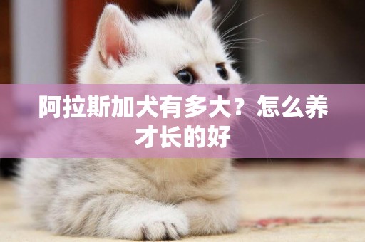 阿拉斯加犬有多大？怎么養才長的好