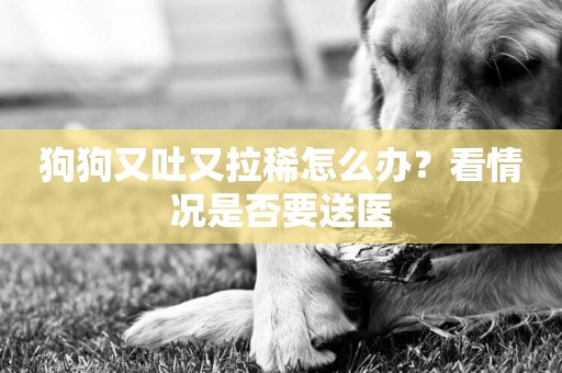 狗狗又吐又拉稀怎么辦？看情況是否要送醫