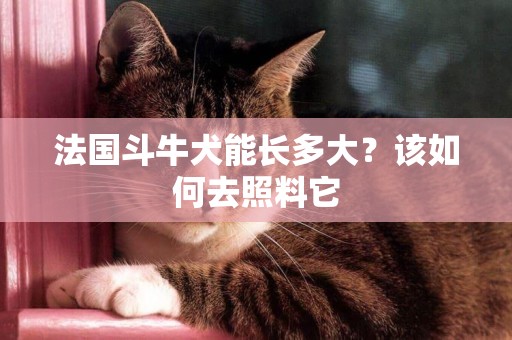 法國斗牛犬能長多大？該如何去照料它