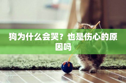 狗為什么會哭？也是傷心的原因嗎