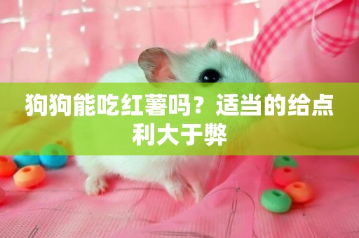狗狗能吃紅薯嗎？適當的給點利大于弊