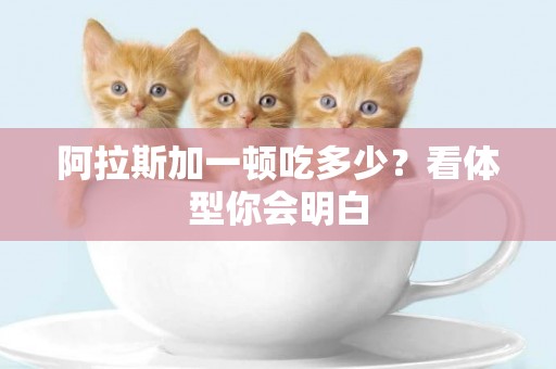 阿拉斯加一頓吃多少？看體型你會明白
