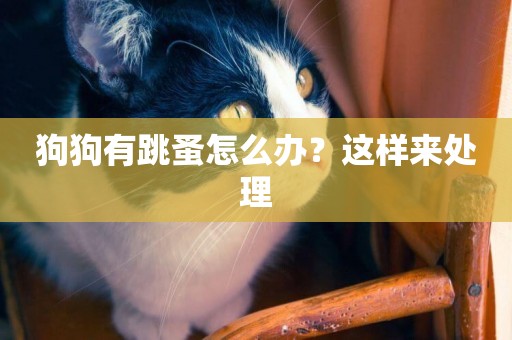 狗狗有跳蚤怎么辦？這樣來處理