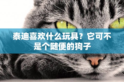 泰迪喜歡什么玩具？它可不是個隨便的狗子