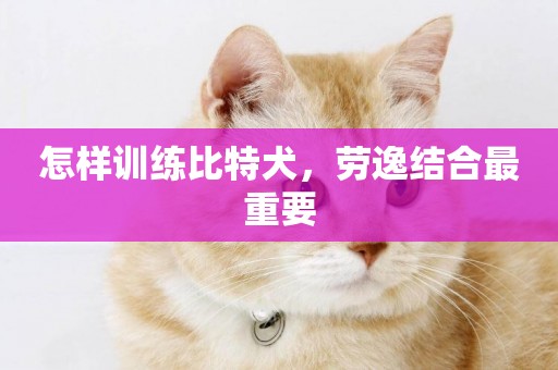 怎樣訓練比特犬，勞逸結合最重要