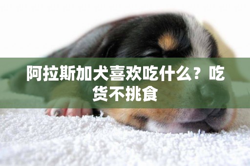 阿拉斯加犬喜歡吃什么？吃貨不挑食