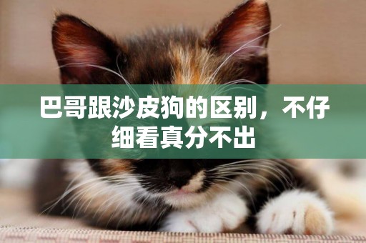 巴哥跟沙皮狗的區別，不仔細看真分不出