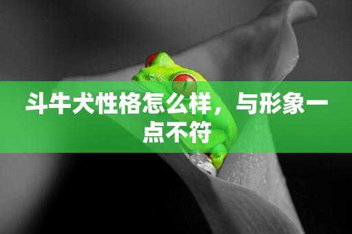 斗牛犬性格怎么樣，與形象一點不符