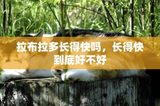 拉布拉多長得快嗎，長得快到底好不好