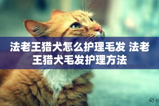法老王獵犬怎么護理毛發 法老王獵犬毛發護理方法