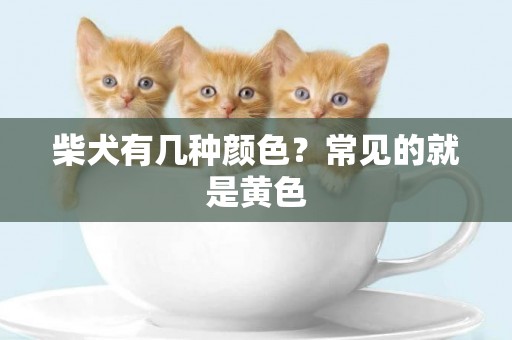 柴犬有幾種顏色？常見的就是黃色