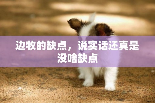 邊牧的缺點，說實話還真是沒啥缺點