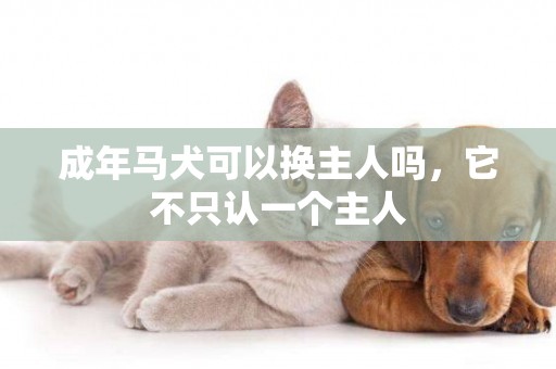 成年馬犬可以換主人嗎，它不只認一個主人
