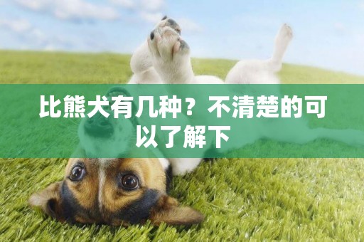 比熊犬有幾種？不清楚的可以了解下