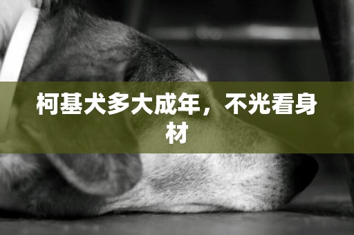 柯基犬多大成年，不光看身材