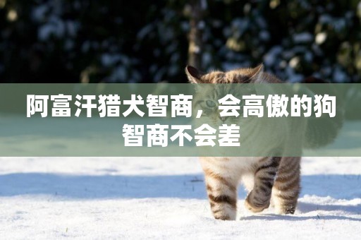 阿富汗獵犬智商，會高傲的狗智商不會差