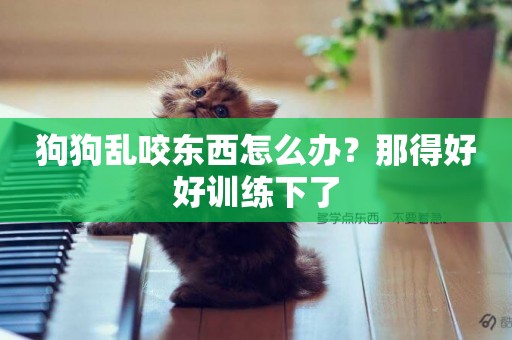 狗狗亂咬東西怎么辦？那得好好訓練下了