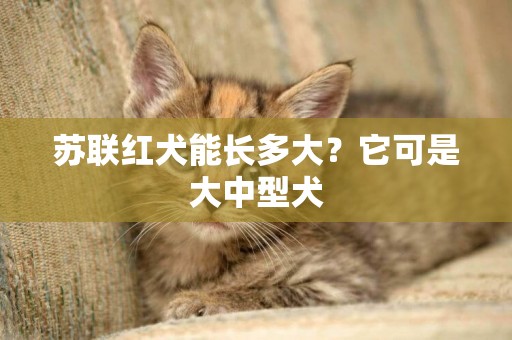 蘇聯紅犬能長多大？它可是大中型犬