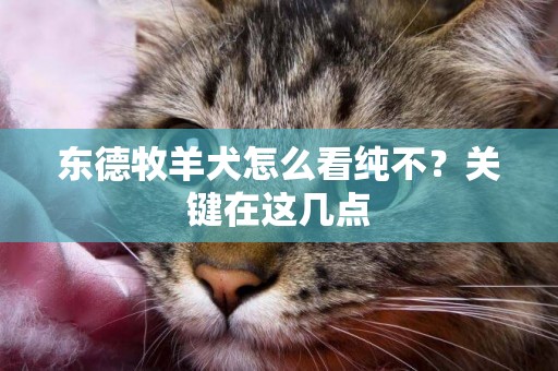東德牧羊犬怎么看純不？關鍵在這幾點