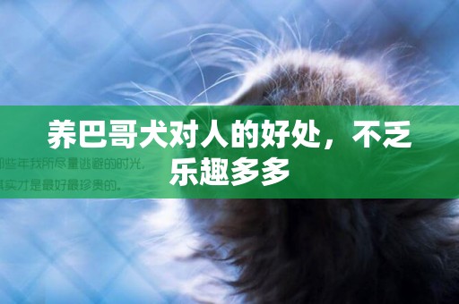 養巴哥犬對人的好處，不乏樂趣多多