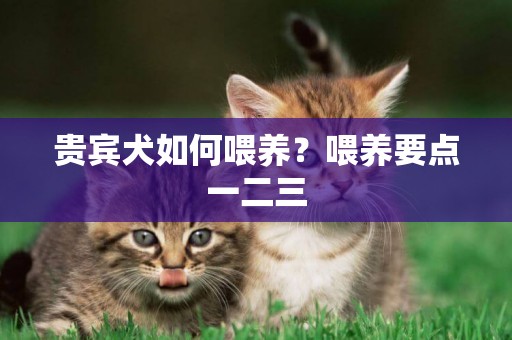 貴賓犬如何喂養？喂養要點一二三