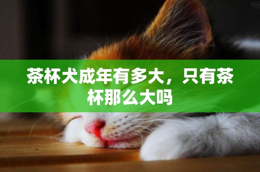 茶杯犬成年有多大，只有茶杯那么大嗎
