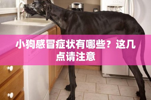 小狗感冒癥狀有哪些？這幾點請注意