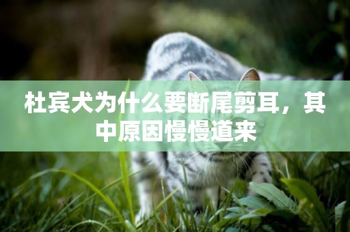 杜賓犬為什么要斷尾剪耳，其中原因慢慢道來