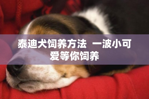 泰迪犬飼養方法  一波小可愛等你飼養