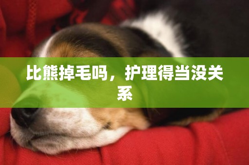 比熊掉毛嗎，護理得當沒關系
