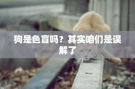 狗是色盲嗎？其實咱們是誤解了