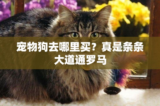 寵物狗去哪里買？真是條條大道通羅馬