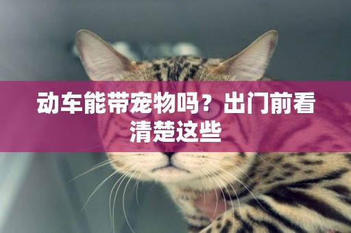 動車能帶寵物嗎？出門前看清楚這些