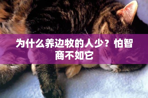 為什么養邊牧的人少？怕智商不如它