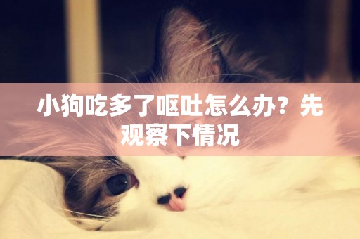 小狗吃多了嘔吐怎么辦？先觀察下情況