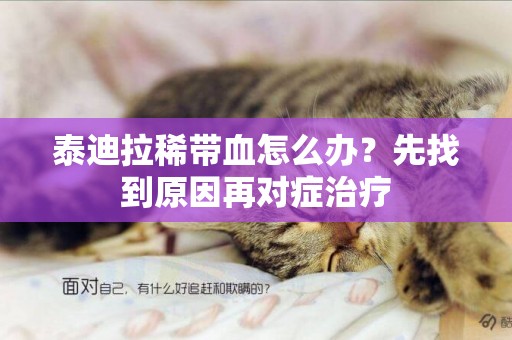 泰迪拉稀帶血怎么辦？先找到原因再對癥治療