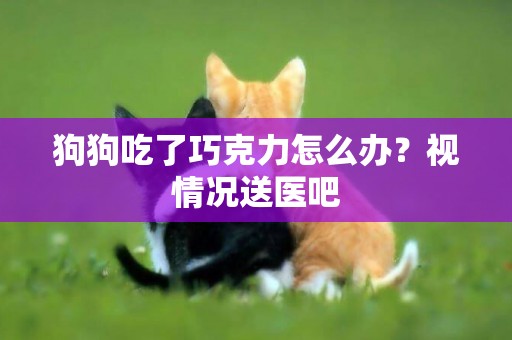 狗狗吃了巧克力怎么辦？視情況送醫吧