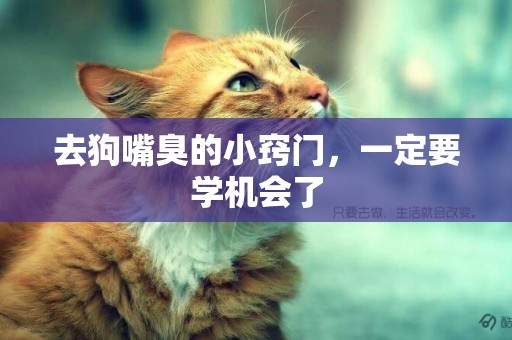 去狗嘴臭的小竅門，一定要學機會了