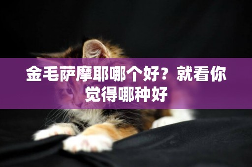 金毛薩摩耶哪個好？就看你覺得哪種好