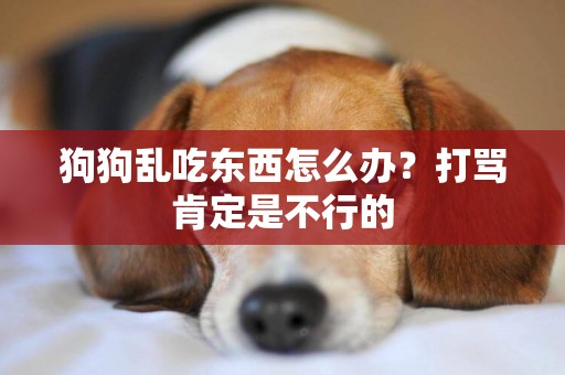 狗狗亂吃東西怎么辦？打罵肯定是不行的
