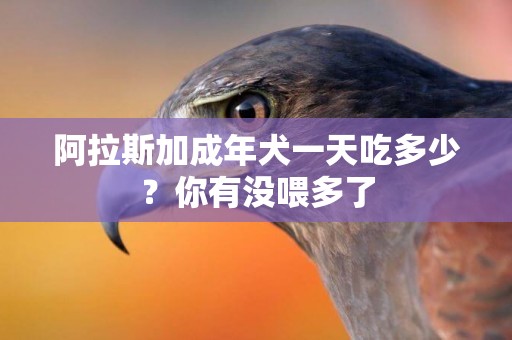 阿拉斯加成年犬一天吃多少？你有沒喂多了