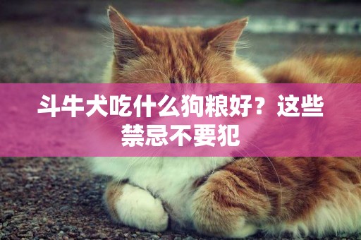 斗牛犬吃什么狗糧好？這些禁忌不要犯