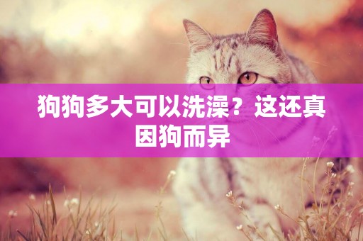 狗狗多大可以洗澡？這還真因狗而異